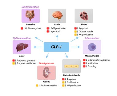 Glukagon benzeri Peptid 1 GLP-1 makrovasküler komplikasyonları, koroner arter hastalığını, lipit metabolizmasını, kan basıncı iltihaplanmasını, nitrik oksit ROS 'u, oksijen molekülünü, 2d 3d grafik oluşturmayı önler.