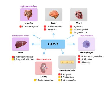 Glucagon-like Peptide 1 GLP-1 prevents macrovascular complications,coronary artery disease, , lipid metabolism, blood pressure inflammation, nitric oxide ROS, oxygenmolecule, 2d 3d graphic rendering clipart