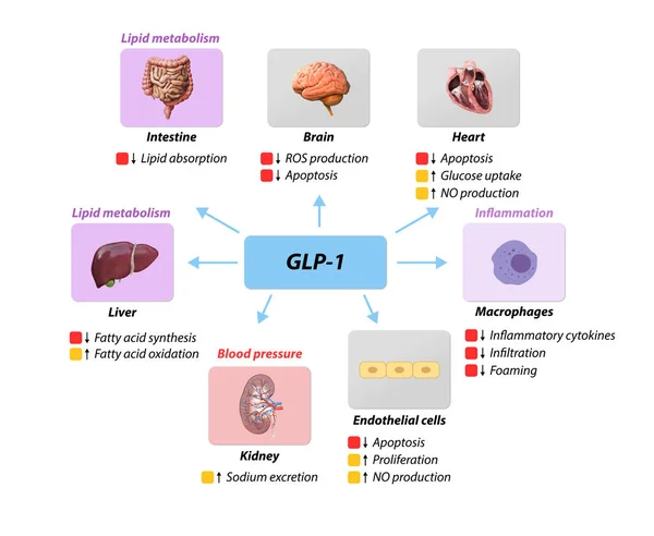 Peptide Glucagon Glp Previene Complicazioni Macrovascolari Malattia Coronarica Metabolismo Lipidico — Foto Stock