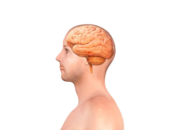 Människans Hjärna Isolerad Inom Människans Huvud Sidovy Renderande Tänkande Brainstorming — Stockfoto