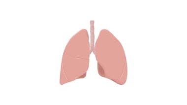 İnsan Solunum Sistemi Anatomi Animasyon Kavramı. 2B grafik 3d canlandırma canlandırması