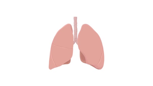 Humant Respiratorisk System Lunger Anatomy Animation Concept Grafisk Gjengivelse Animasjon – stockvideo