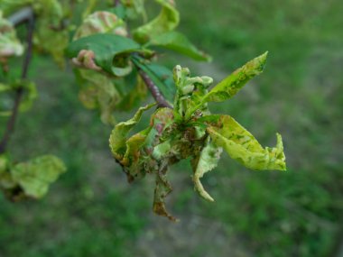 Mantar fotoğrafından kaynaklanan yaprak kıvrımlı şeftali ağacı dalı.