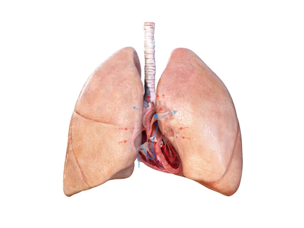 Anatomía Del Corazón Humano Diagrama Educativo Que Muestra Flujo Sanguíneo —  Fotos de Stock