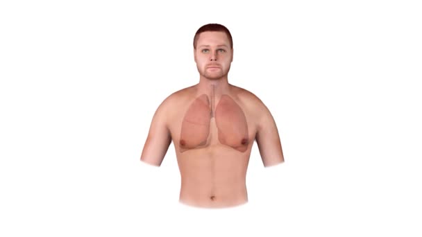 ヒト呼吸器系肺解剖アニメーションコンセプト 2Dグラフィック3Dレンダリングアニメーション — ストック動画
