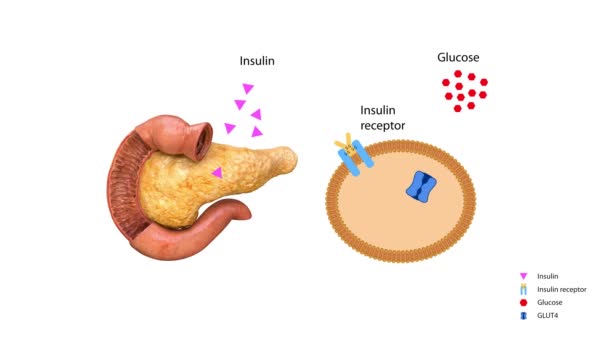 인슐린은 대사를 조절하고 세포의 포도당 그래픽 렌더링 애니메이션을 해제하는 열쇠입니다 — 비디오