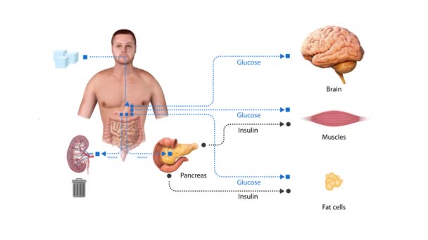 Glucose Insulin Schematic Diagram Educational Medical Information Animation Render Metabolic — Stock Video