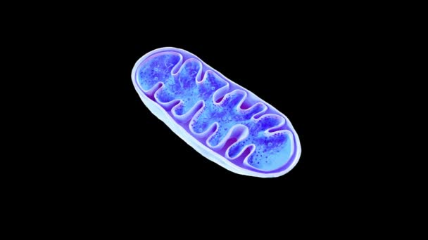 Mitokondrium Animáció Sejtorganellák Energiatermelés Sejtenergia Sejtlégzés Dns Renderelés Animáció — Stock videók