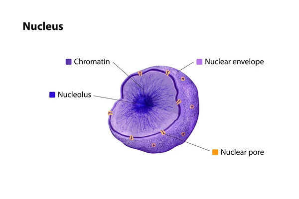 Nucleus: Eukaryotic cell\'s central organelle, enclosed by a double membrane, containing DNA in chromatin form, orchestrating essential genetic functions,nuclear pore,envelope, 2d graphic