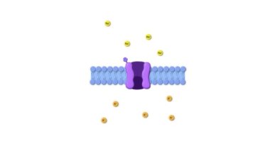 Uyuşturucu reseptörü, ligand, hücre zarı, ligand reseptörü, sodyum, potasyum, hücre zarından geçiş, animasyon 2d grafik
