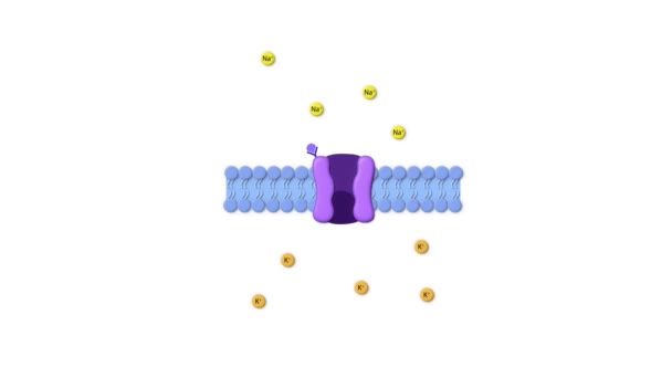 Tipo Receptor Drogas Ligando Membrana Celular Receptor Cerrado Ligando Sodio — Vídeo de stock