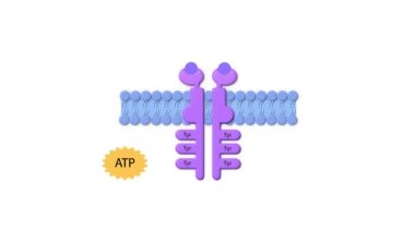 Enzim bağlantılı reseptör, ligand, ADP, ATP, hücre zarı, enzim bağlantılı reseptörler, hücre yüzeyi proteinleri ligand bağlanması üzerine hücre içi yolları etkinleştiriyor. 2d canlandırma
