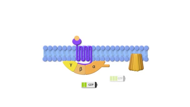 薬剤受容体 リガンド Gタンパク質 エフェクタータンパク質 Gタンパク質 薬剤受容体相互作用 医学研究と医薬品の概念のためのGタンパク質リガンド 2Dアニメーション — ストック動画