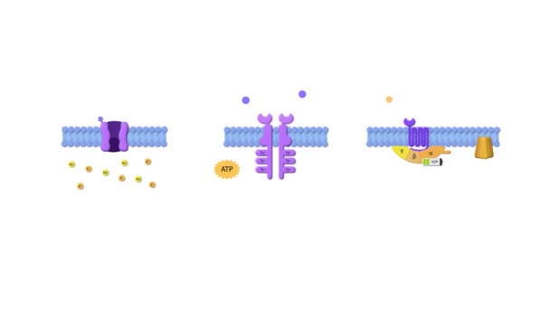 Receptor Enzymatyczny Ligand Adp Atp Błona Komórkowa Receptory Enzymatyczne Białka — Wideo stockowe
