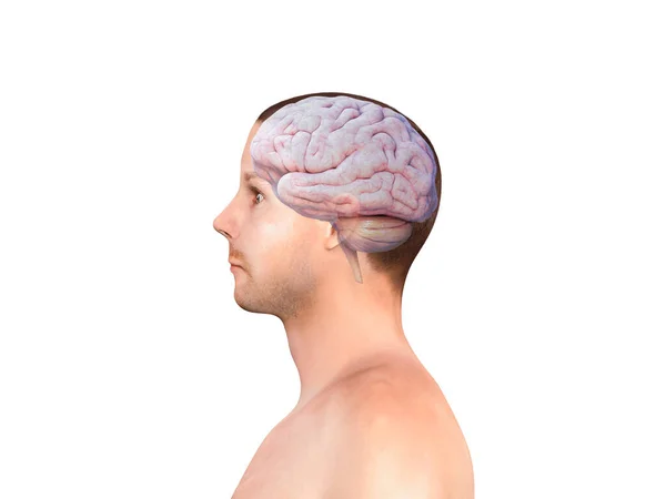 Cervello Umano Isolato Nella Testa Dell Uomo Vista Laterale Pensiero Immagine Stock