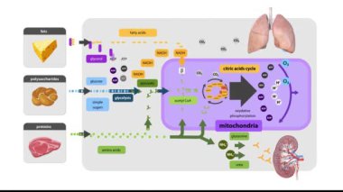 Krebs döngüsü, sitrat döngüsü, hücresel solunum, mitokondriyal solunum, organizmaların hücrelerinde biyokimyasal enerjiyi besinlerden dönüştüren bir dizi metabolik reaksiyondur. 