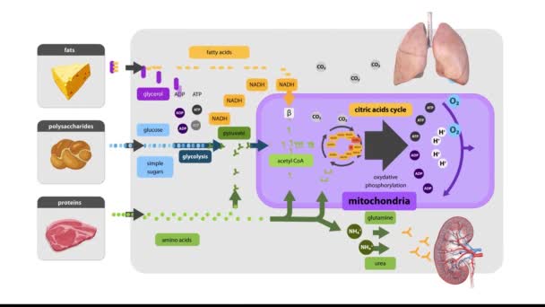 Krebsův Cyklus Citrátový Cyklus Buněčné Dýchání Mitochondriabuněčné Dýchání Souborem Metabolických — Stock video