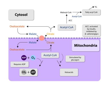 Ketogenez yağları ve bazı amino asitleri keton vücutlarına dönüştürür, oruç ya da düşük karbonhidrat diyetleri sırasında hayati önem taşıyan alternatif bir yakıt kaynağı sağlar, 2d grafik