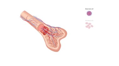Kan damarları ve farklı hücre tipleriyle kemik iliğinin kesitleri: kan kök hücreleri, kırmızı kan hücreleri, beyaz kan hücreleri ve trombositler, kemikte hematopoezi sürecini, animasyonu temsil eder.