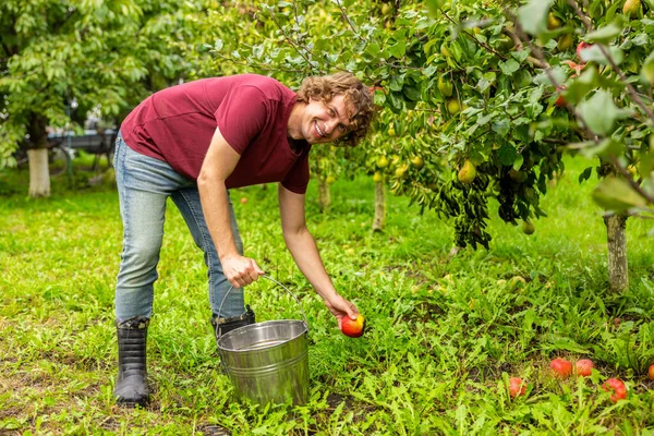 Smiling Happy Orchardist Empty Bucket Leaning Apple Fallen Grass — Stock Photo, Image