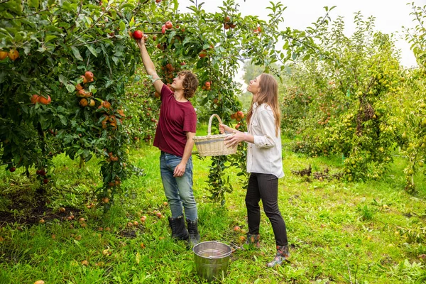 园丁从树枝上摘下成熟的苹果 而他的女同事则拿着柳条筐 — 图库照片