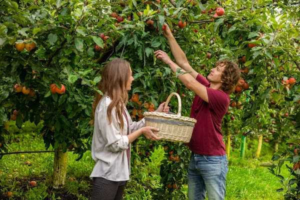 当他的同事拿着柳条筐在树上摸一个成熟的苹果时 — 图库照片