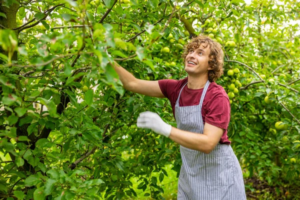 Uśmiechnięty Młody Ogrodnik Zajęty Wyrywaniem Dojrzałego Jabłka Gałęzi Jabłoni — Zdjęcie stockowe