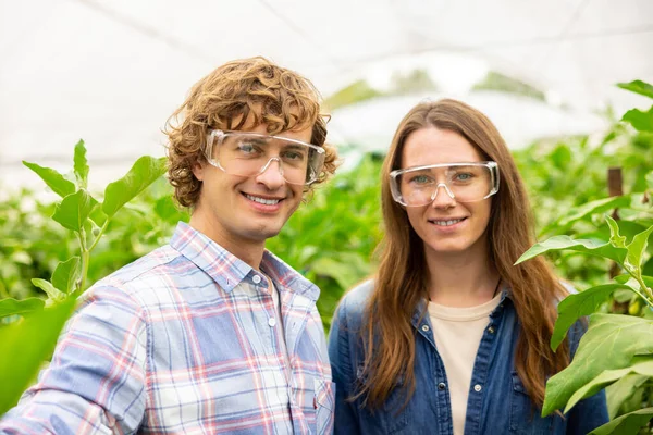 快乐的农艺师和他快乐的女同事在温室里的蔬菜作物中自食其果 — 图库照片