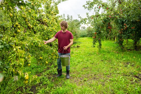 Orchardist Jovem Focado Sério Que Prende Balde Arrancar Uma Pêra — Fotografia de Stock