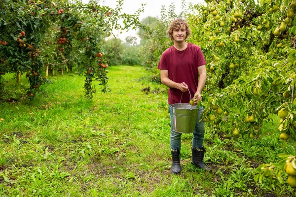 Full-length portrait of a smiling contented young orchardman putting a ripe pear into the bucket
