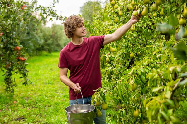 Gardener holding an empty bucket in the hand while plucking a pear from the branch