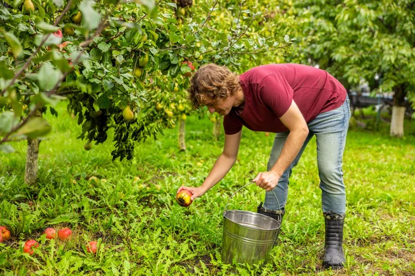 Orchardiste Saisissant Poignée Seau Tout Ramassant Une Pomme Tombée Herbe — Photo