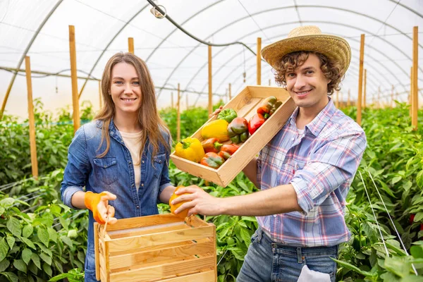 微笑着的农艺师把成熟的黄椒放进他快乐的女同事手中的木箱里 — 图库照片