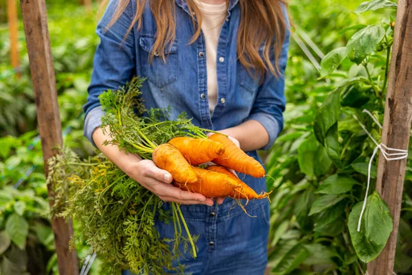 新鮮な熟した有機ニンジンを手にした女性農業家の写真 — ストック写真