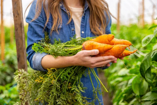 一位女农艺师站在植物中间 手里拿着新鲜的有机胡萝卜的剪影 — 图库照片