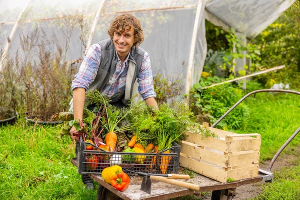 Uśmiechnięty Pracownik Gospodarstwa Stawia Skrzynię Świeżymi Organicznymi Warzywami Wózku — Zdjęcie stockowe