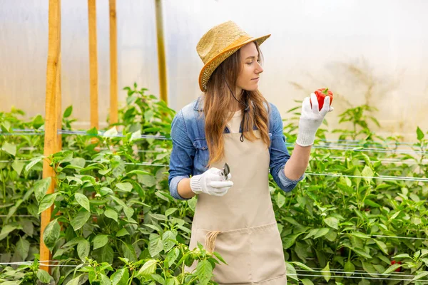 Focused Vegetable Grower Straw Hat Holding Pruner Red Bell Pepper — Photo
