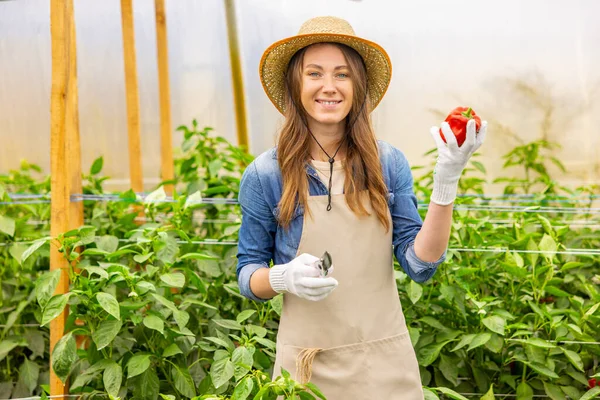 Smiling happy agronomist in the gardening gloves demonstrating a pruner and a red bell pepper in front of the camera