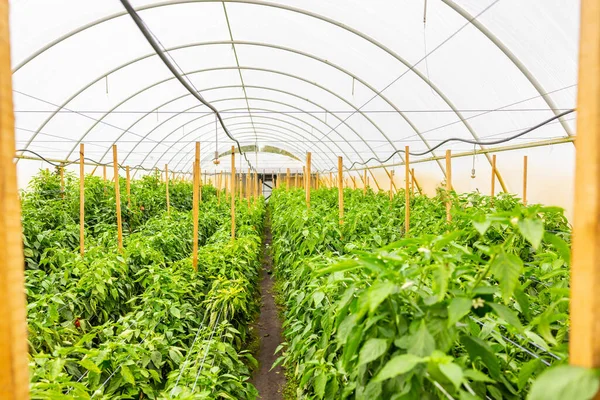 Interior of a greenhouse with red bell pepper plants tied with garden twines to tall wooden stakes