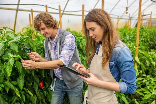 Concentrated Agriculturist Examining Red Bell Pepper Leaves Magnifier While His — Stock Photo, Image