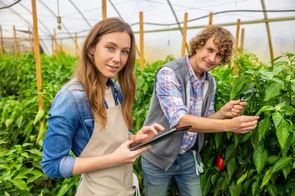 Female Agronomist Tablet Her Colleague Magnifier Standing Bell Peppers Greenhouse — Foto de Stock