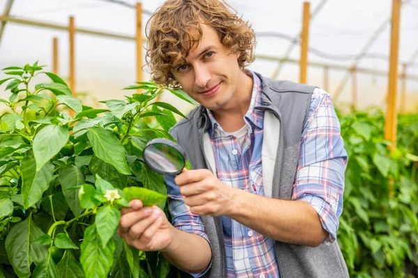 Waist Portrait Agricultural Scientist Examining Leaves Flowering Plant Greenhouse — Stock Photo, Image