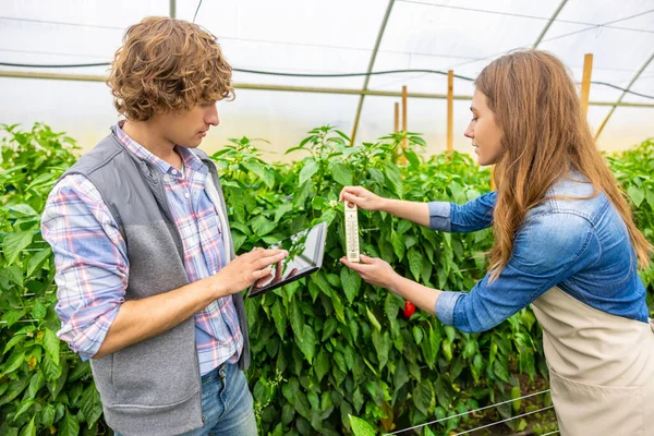 彼女の同僚はタブレットにデータを入力しながら 農業科学者は 定規で植物の成長を測定します — ストック写真