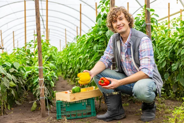 Contented agronomist seated on his haunches putting ripe sweet peppers into a wooden box