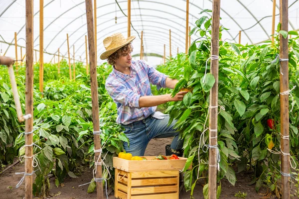 家の中で熟したピーマンの収穫に関与わら帽子の穏やかな焦点を当てた農学者 — ストック写真