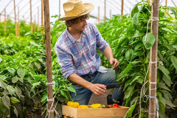 温室内で熟したピーマンの収穫に関与する深刻な濃縮農業者 — ストック写真