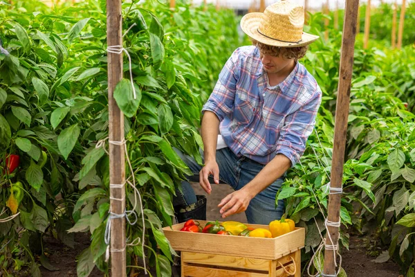 Cultivador Vegetais Concentrado Colocando Pimentos Maduros Uma Caixa Madeira Estufa — Fotografia de Stock