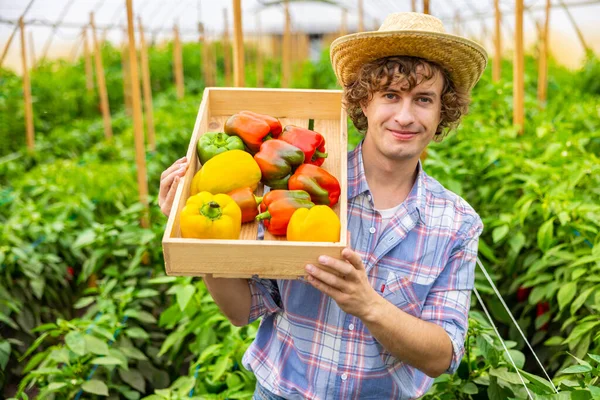Smiling contented agronomist carrying a wooden box with the ripe bell peppers on his shoulder