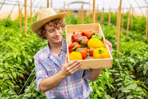 Waist Portrait Pleased Agriculturist Holding Wooden Crate Ripe Bell Peppers — Foto de Stock