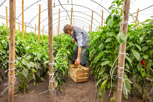 Focused Young Agriculturist Putting Red Bell Pepper Wooden Box Greenhouse —  Fotos de Stock